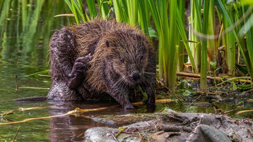 Foto-expositie “Biodiversiteit in de Hoeksche Waard” in NBC KLein Profijt